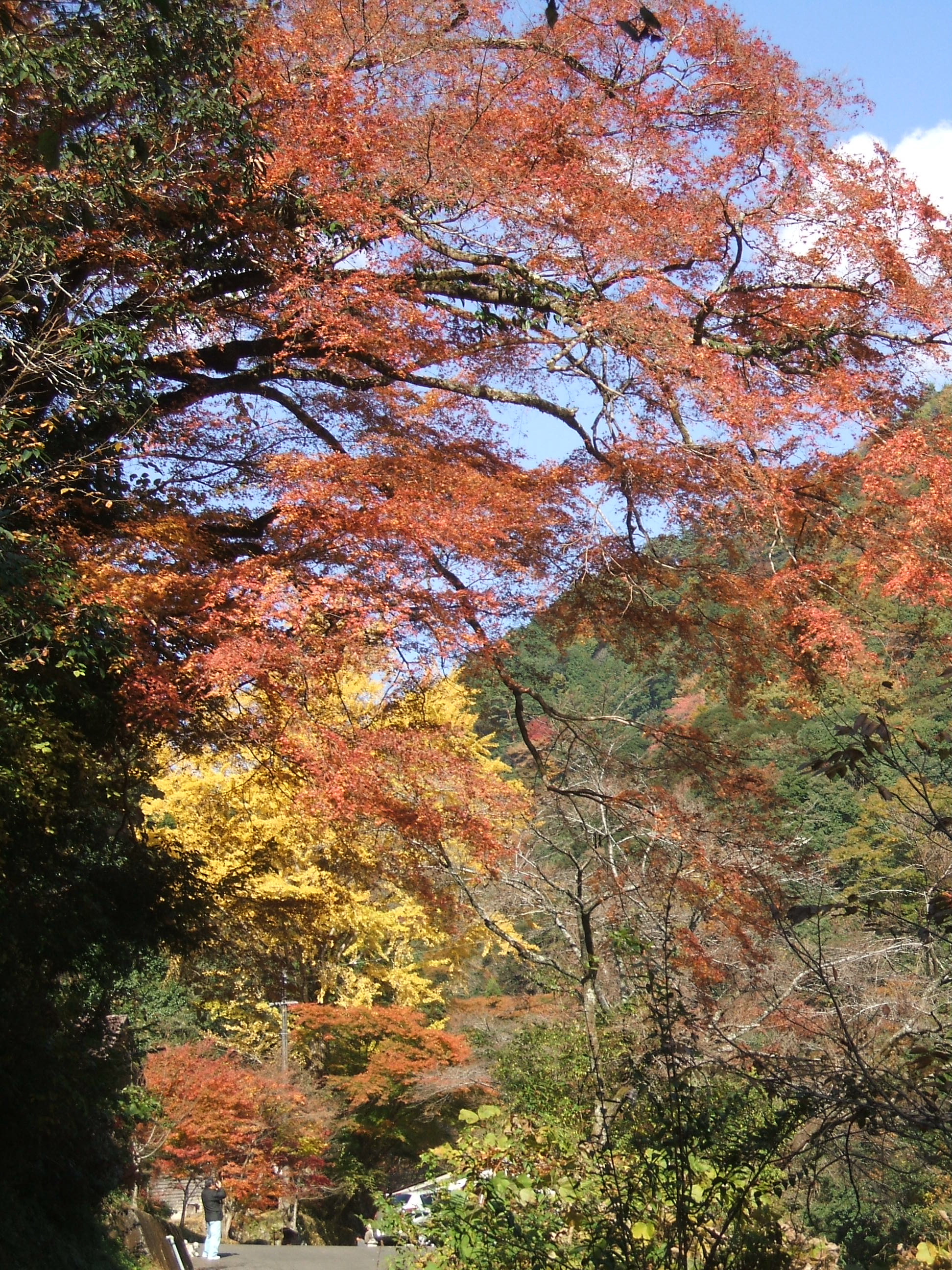 木谷峡を遡り平家岳に登る ヤマちゃん日記