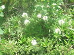 DSCF5075.JPG