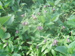 DSCF5078.JPG