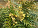 DSCF7005.JPG
