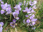DSCF7007.JPG