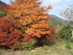 DSCF7602.JPG