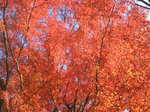 DSCF7613.JPG