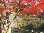 DSCF7646.JPG