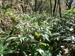 DSCN0041.JPG