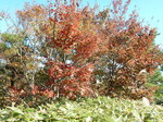DSCN0134.JPG