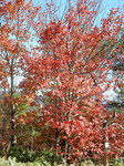 DSCN0313.JPG