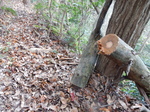 DSCN0485.JPG