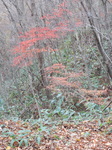 DSCN0500.JPG