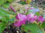 DSCN0514.JPG