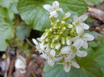 DSCN1251.JPG