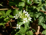 DSCN1267.JPG