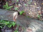 DSCN1459.JPG