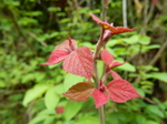 DSCN1468.JPG