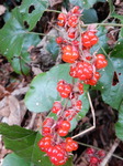 DSCN1695.JPG