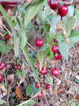 DSCN1697.JPG