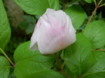 DSCN1992.JPG