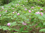 DSCN2001.JPG