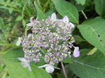 DSCN2175.JPG