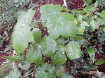DSCN2460.JPG