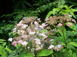 DSCN2534.JPG