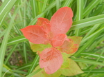 DSCN2550.JPG