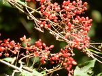 DSCN2684.JPG