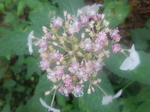DSCN2755.JPG