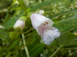 DSCN2808.JPG