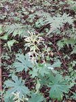 DSCN3640.JPG