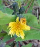 DSCN3974 (2).JPG