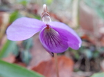 DSCN4084.JPG