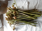 DSCN4157.JPG
