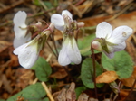 DSCN4216.JPG