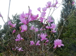 DSCN4217.JPG