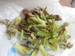 DSCN4220.JPG