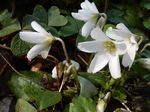 DSCN4231.JPG