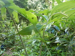 DSCN4769.JPG