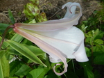 DSCN4775.JPG
