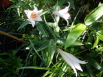 DSCN4788.JPG
