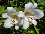 DSCN4806.JPG