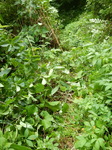 DSCN4850.JPG