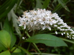 DSCN4911.JPG