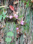 DSCN5501.JPG