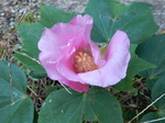 DSCN9864.JPG